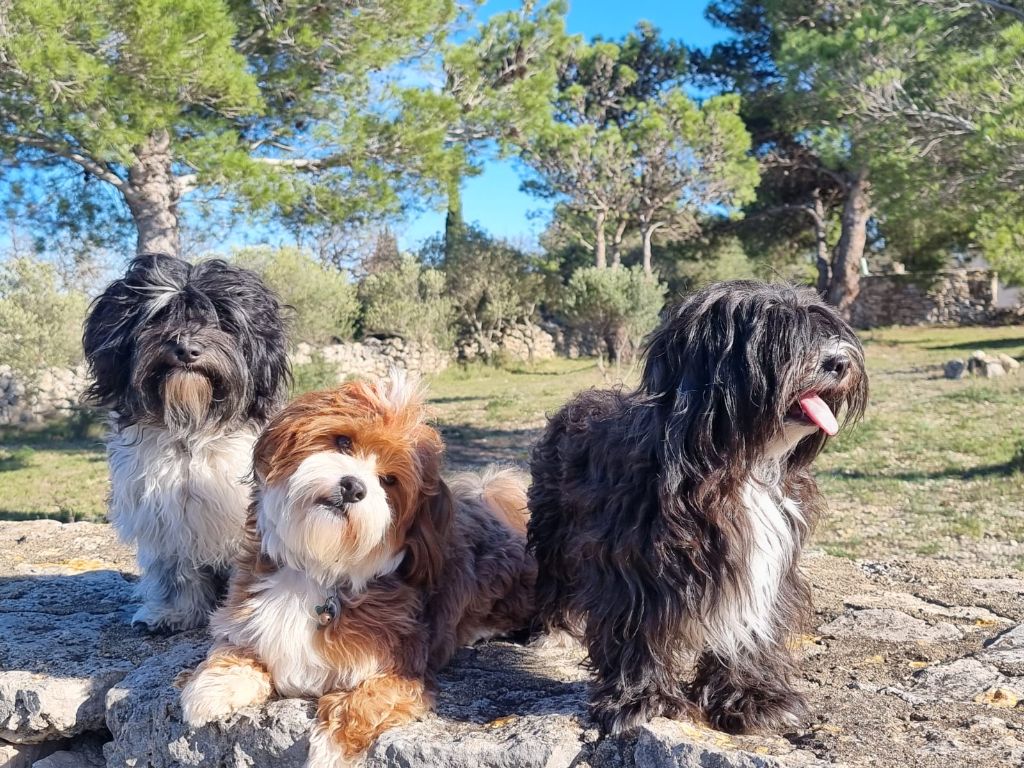 mes Havanais